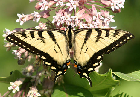 Eastern Tiger Swallowtail (male) - Papilio glaucus