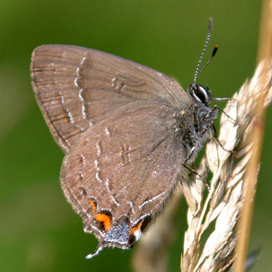 Banded Hairstreak - Satyrium calanus