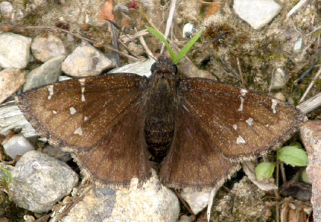 Southern Cloudywing - Thorybes bathyllus