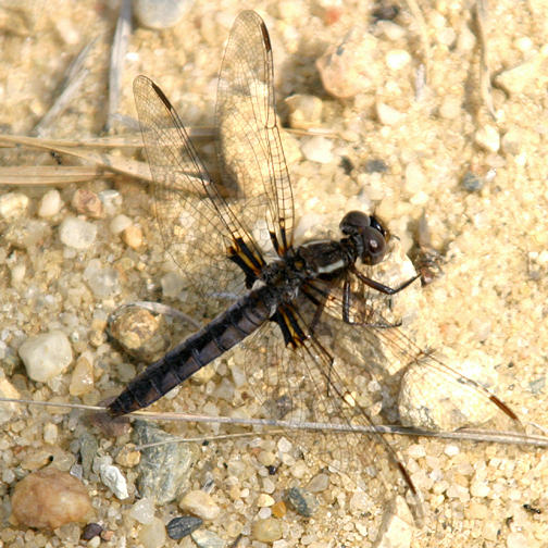 Blue Corporal - Ladona deplanata