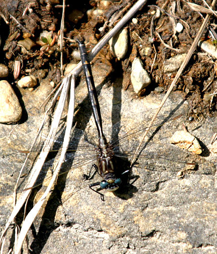 Dusky Clubtail - Gomphus spicatus