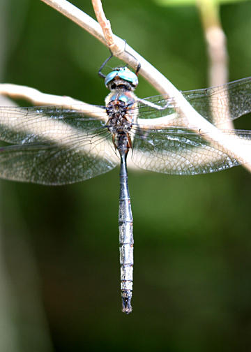 Williamsons Emerald - Somatochlora williamsoni (male)