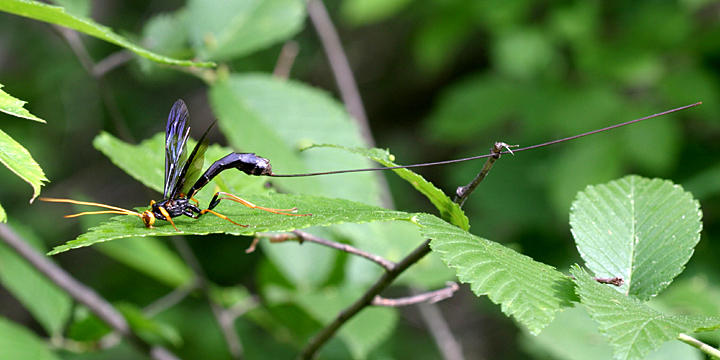 Giant Ichneumon - Megarhyssa atrata