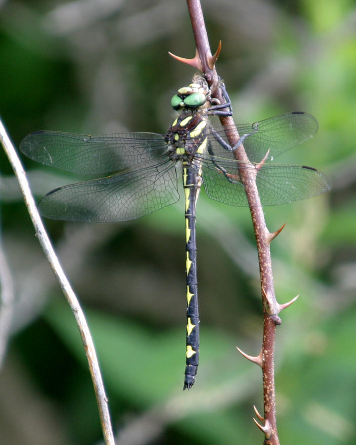 Arrowhead Spiketail - Cordulegaster obliqua