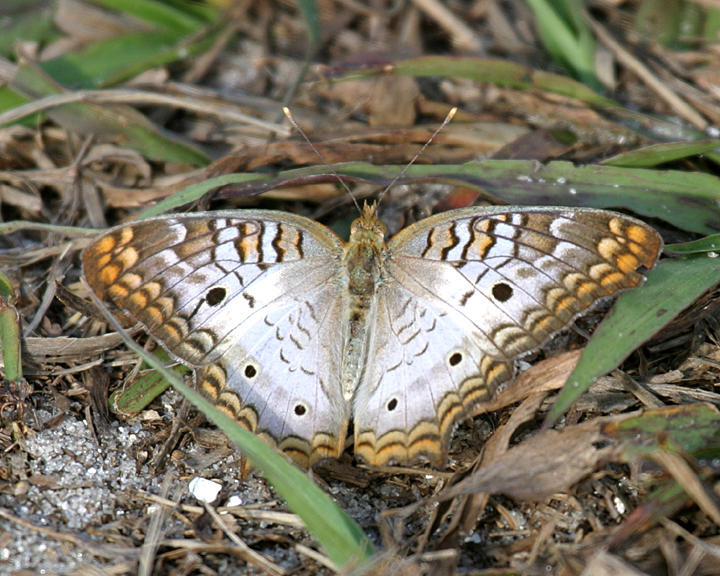 White Peacock - Anartia jatrophae