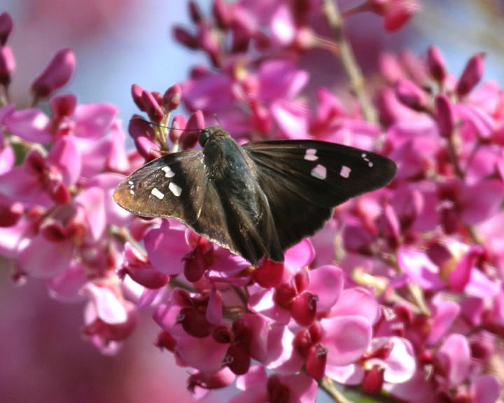 Hammock Skipper - Polygonus leo