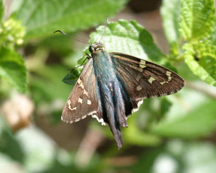 Long-tailed Skipper - Urbanus proteus