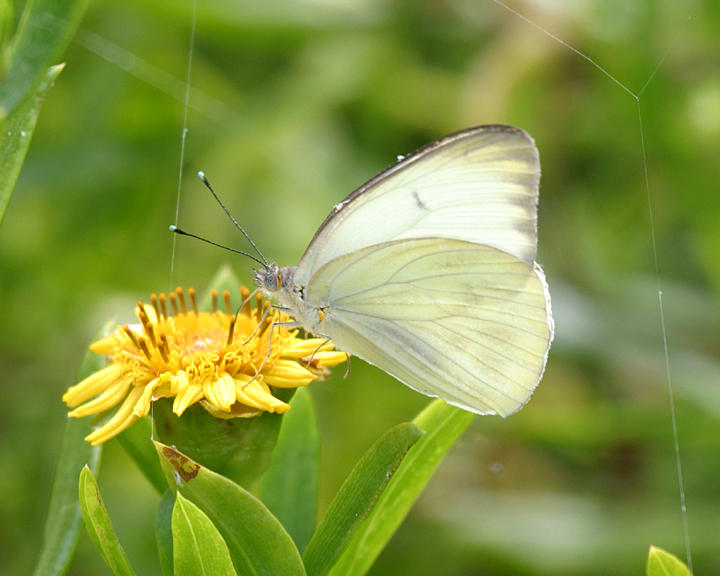 female Great Southern White - Ascia monuste