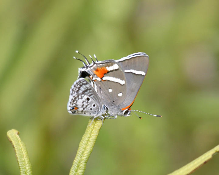 Nickerbean Blue - Cyclargus ammon & Bartrams Scrub Hairstreak - Strymon acis