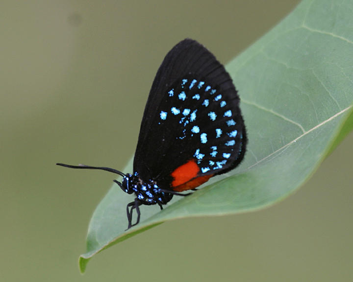 Atala - Eumaeus atala