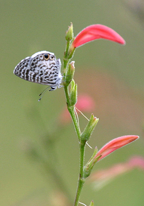 Cassius Blue - Leptotes cassius