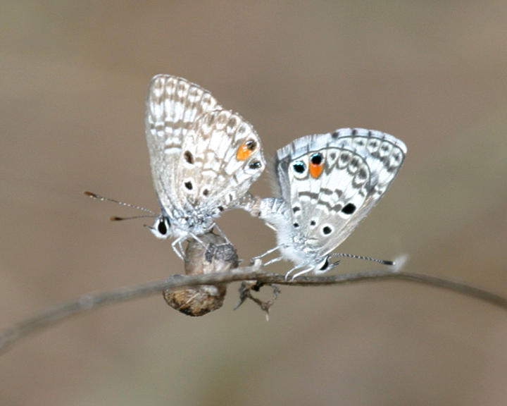 Nickerbean Blues mating - Cyclargus ammon