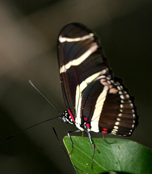Zebra Heliconian - Heliconius charitonius