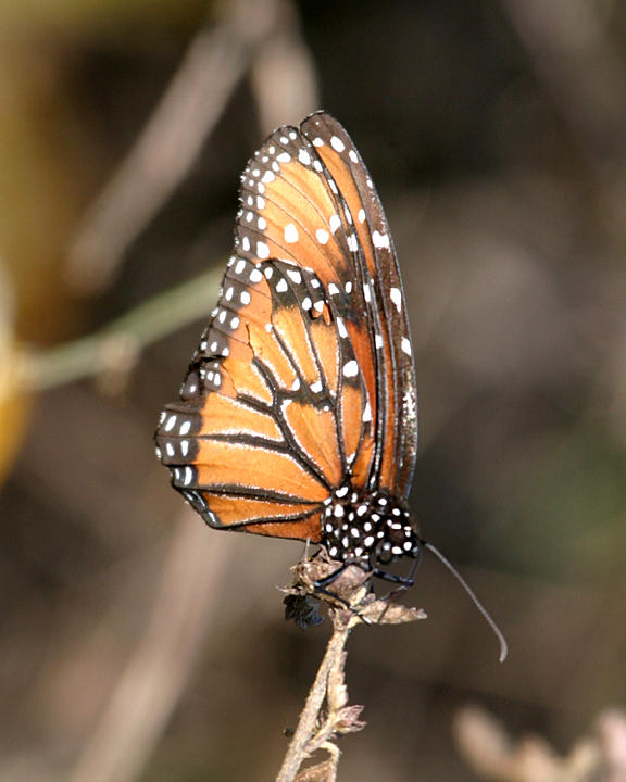 Queen - Danaus gilippus