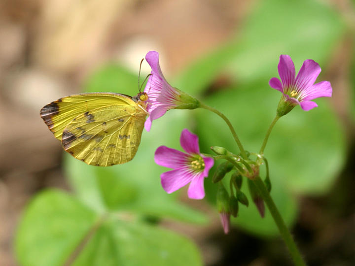 female Dina Yellow - Pyrisitia dina