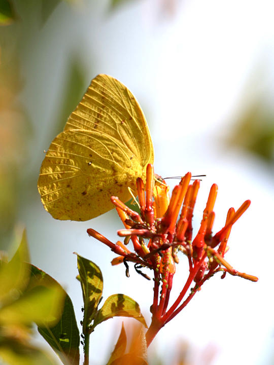 Large Orange Sulphur - Phoebis agarithe