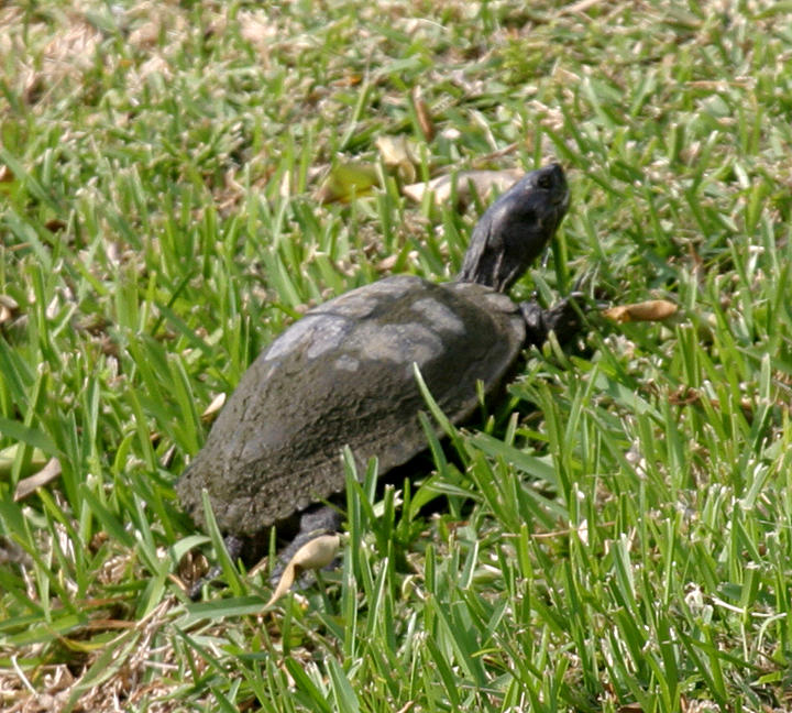 Florida Mud Turtle - Kinosternon subrubrum steindachneri