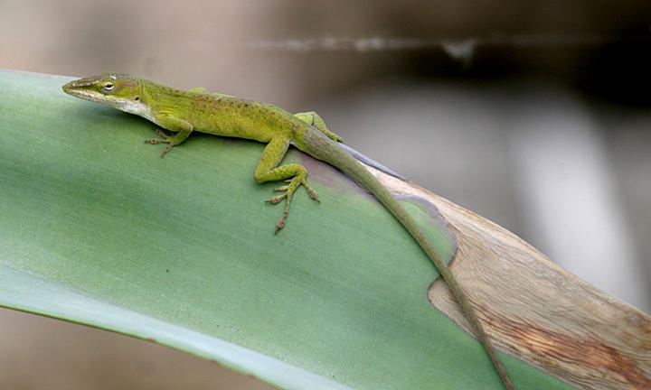 Green Anole - Anolis carolinensis
