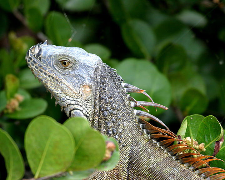 Common Iguana (green iguana) - Iguana iguana