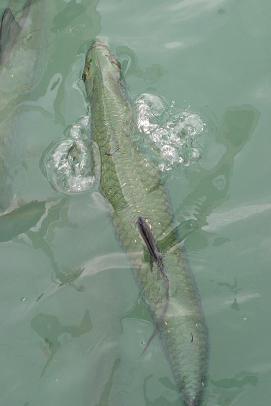 Tarpon - Megalops atlanticus