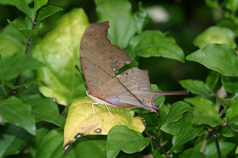 Ruddy Daggerwing - Marpesia petreus