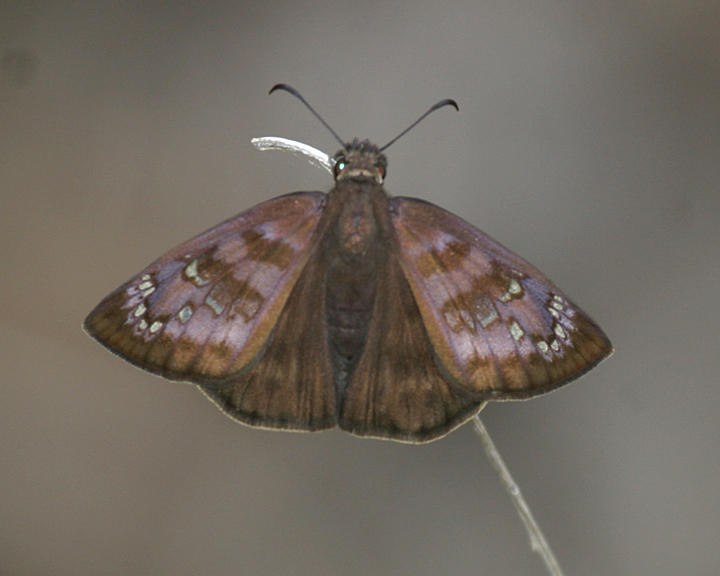 female Horaces Duskywing - Erynnis horatius
