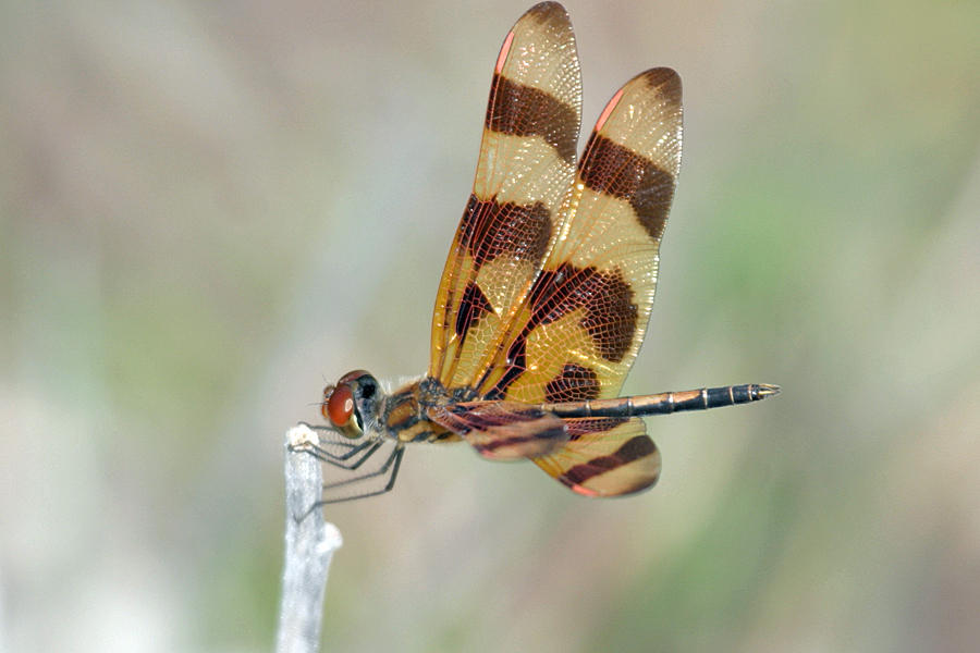 Halloween Pennant - Celithemis eponina