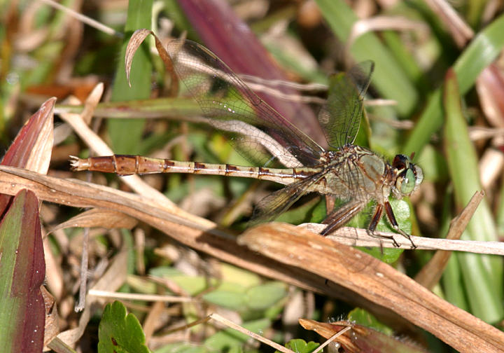 Gray-green Clubtail - Arigomphus pallidus