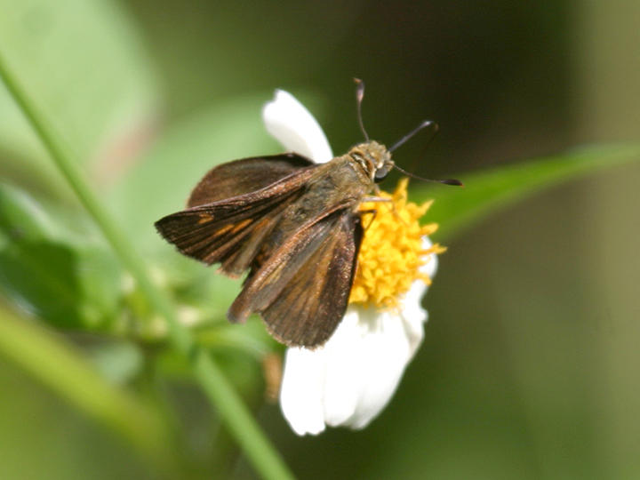 female Southern Broken Dash - Wallengrenia otho