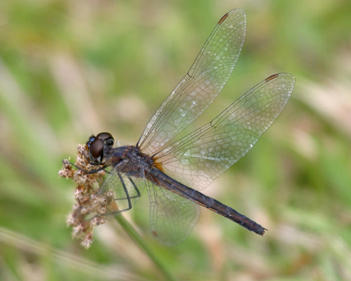 Metallic Pennant - Idiataphe cubensis (female)