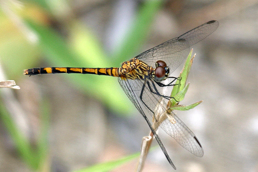 Seaside Dragonlet - Erythrodiplax berenice (female)