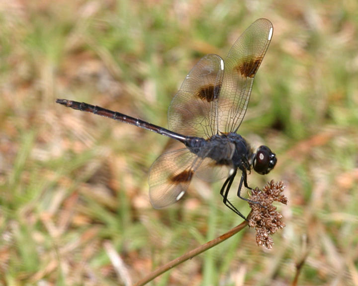 Four-spotted Pennant - Brachymesia gravida