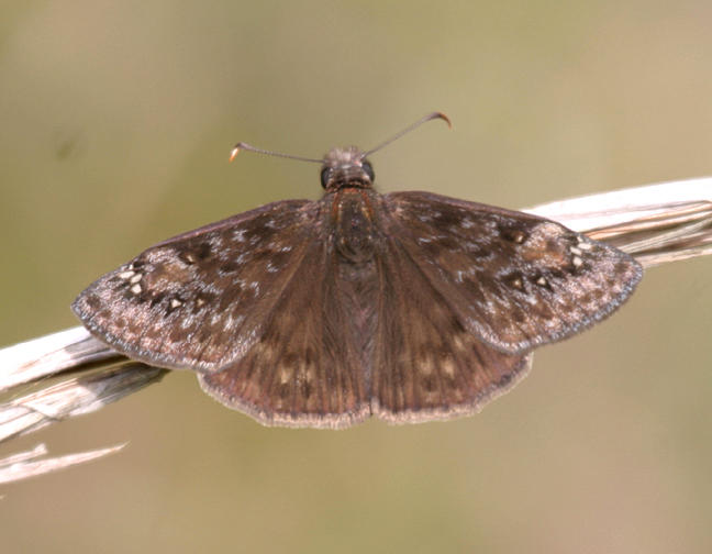 Horaces Duskywing - Erynnis horatius