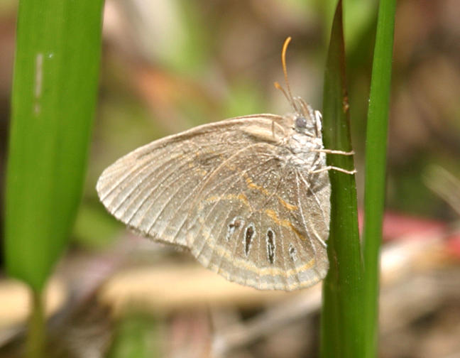 Georgia Satyr - Neonympha areolata