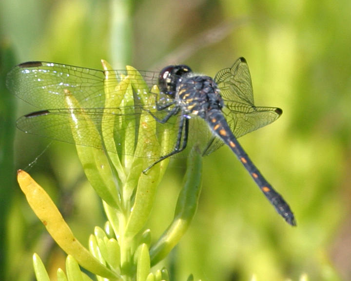 Seaside Dragonlet - Erythrodiplax berenice