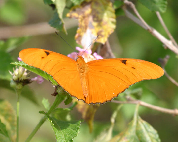 male Julia Heliconian - Dryas iulia