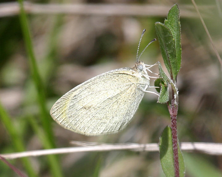 Barred Yellow - Eurema daira