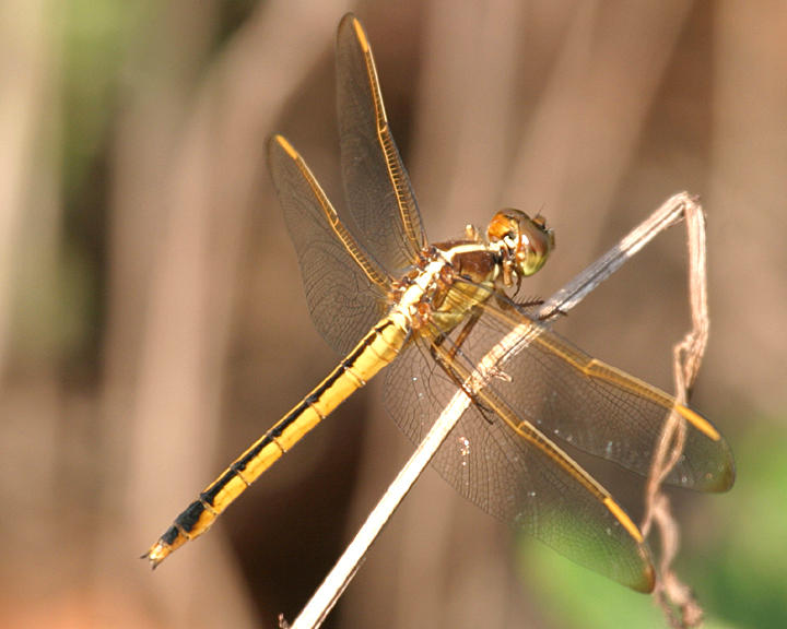 Needhams Skimmer - Libellula needhami