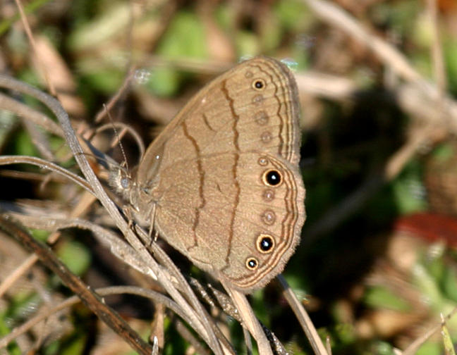 Carolina Satyr - Hermeuptychia sosybius