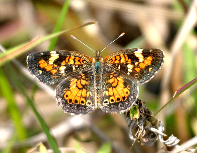 Phaon Crescent - Phyciodes phaon