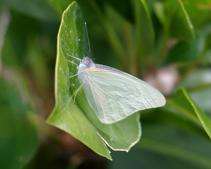 Florida White - Glutophrissa drusilla