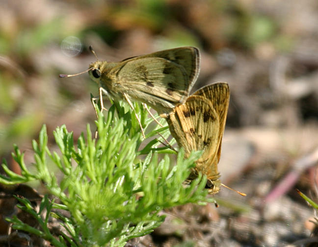 mating Whirlabouts - Polites vibex