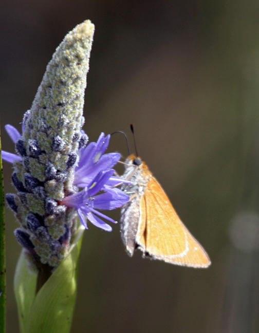 Palmetto Skipper - Euphyes arpa