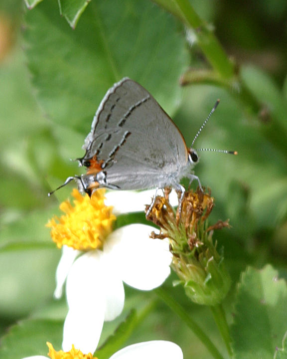 Gray Hairstreak - Strymon melinus