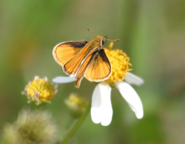 Southern Skipperling - Copaeodes minimus