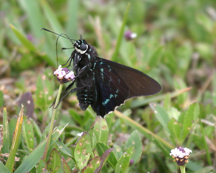 Mangrove Skipper - Phocides pigmalion