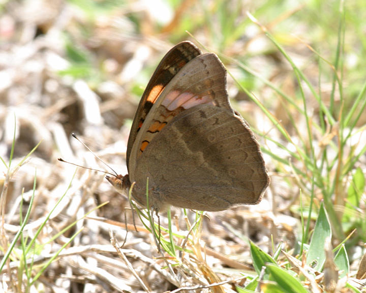 Mangrove Buckeye - Junonia evarete