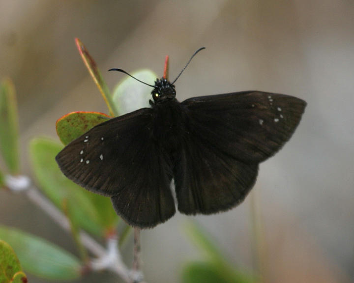 male Florida Duskywing - Ephyriades brunneus
