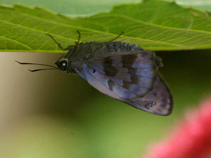 Hammock Skipper - Polygonus leo