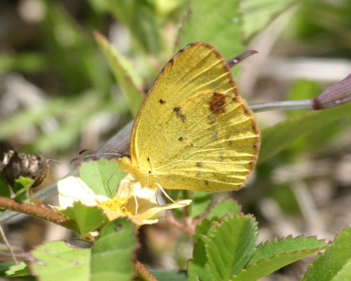 Little Yellow -  Eurema lisa